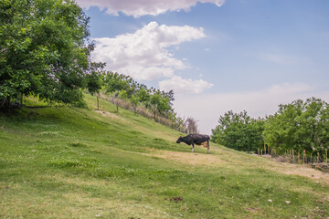 Beautiful landscape with green trees and a grazing cow.
