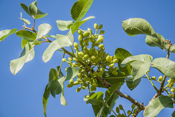 Green pistachios grow on a tree