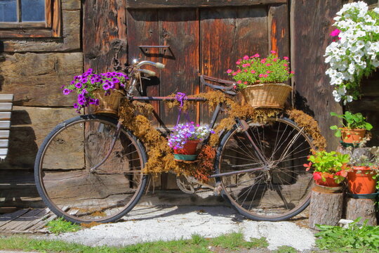 VECCHIA BICICLETTA CON FIORI, VINTAGE BICYCLE WITH FLOWERS
