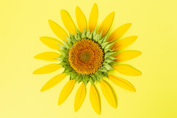 Yellow sunflower flower on a yellow background. A flower on a colored background
