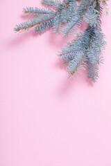 branch of  christmas tree   on pink paper  background