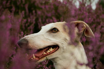 beautiful Galgo head portrait sits in a field of pink heather