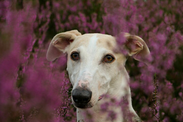 beautiful Galgo head portrait sits in a field of pink heather