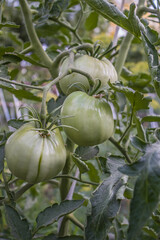 Green tomatoes. Agriculture concept, tomato plants in a greenhouse Green tomato plantation. Organic farming, growing young tomato plants in a greenhouse, growing a group of green tomatoes close up