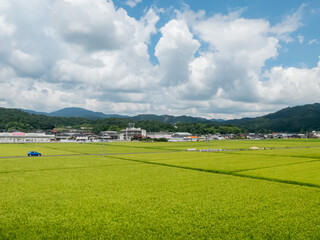 京都丹後　夏の田園風景