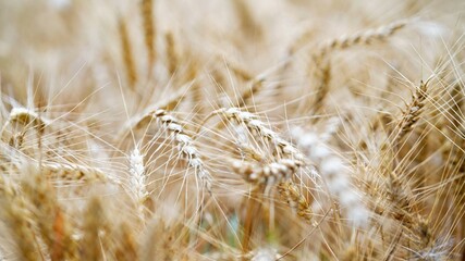 macro on golden wheat field