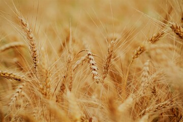 close up details of wheat field in summer