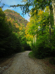 Fototapeta na wymiar A countryside road winding through a beautiful autumn colored forest. Capatanii Massif, Carpathian Mountains, Romania