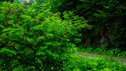 Bright green plants and red fruits in a mountainous forest in Parang Mountains. Rainy day, Carpathia, Romania.