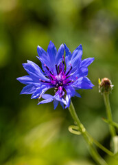 blaue Kornblume Makro