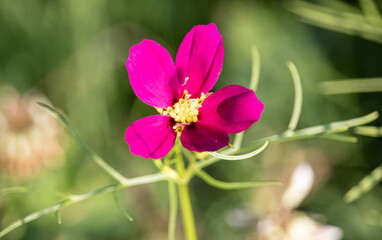 Fototapeta na wymiar pinke Blume