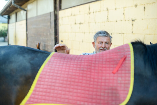 senior horse rider preparing a horse to wear the sadle