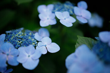 三景園のアジサイの花　広島県三原市