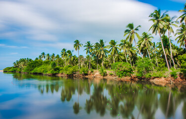 Fototapeta na wymiar Coconut trees along with backwater.