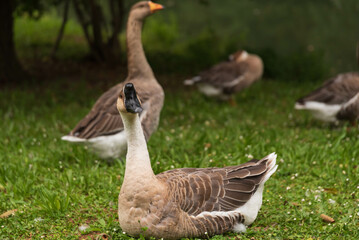 La riviere Yerres a Yerres