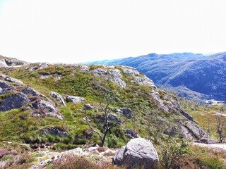 sheep in the mountains