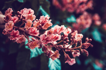 Lots of flowers blossoming on a red chesthut tree