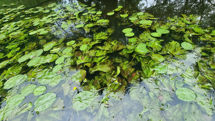 A group of green aquatic plants in the river. Water lilies and duckweed in the river. Ecology concept.