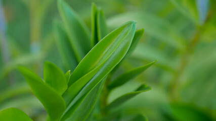 Obraz premium Nature view of green leaf on blurred greenery background in garden with copy space using as background natural green plants landscape, ecology, fresh wallpaper