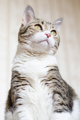 Portrait of a sitting cat, shooting angle from below. Selective focus. Contrasting color of cat's fur. A tabby cat with yellow-green eyes looks up to the right. Light colors. Selective focus .