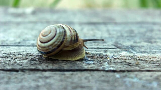 Close up of a striped snail crawling on a wooden board