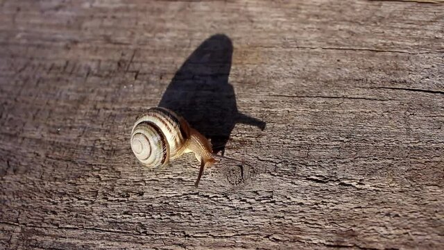 Close up of a striped snail crawling on a wooden board