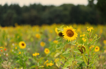 Field of sunflowers and other wild flowers