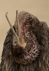 Socotra cormorant preening at Busaiteen coast, Bahrain