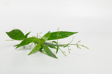 Andrographis paniculata herb plant on white background