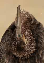 Closeup of Socotra cormorant preening at Busaiteen coast, Bahrain