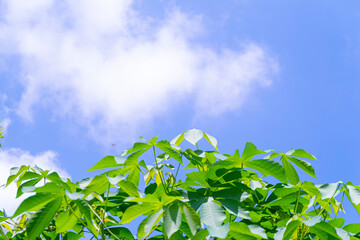 Young leaves of a tree against a bright sky background in the early morning of the holiday.