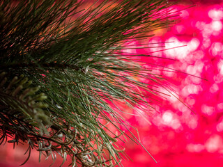 Branch of a Christmas tree on a red background.