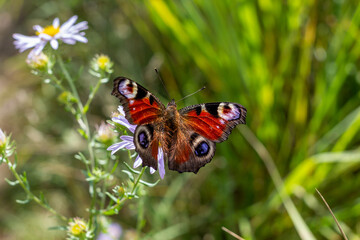 Peacock Butterfly (Lat.Aglais io, formerly Lat.Inachis io) on a field lilac aster flower