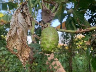 The green noni fruit is still attached to the stalk.