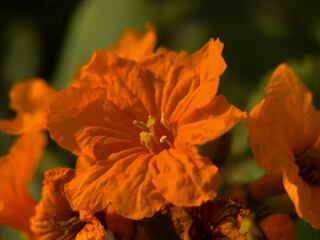 Very attractive bunch of orange flowers.