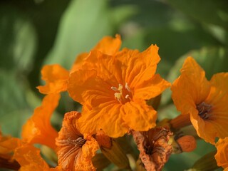 Very attractive bunch of orange flowers.