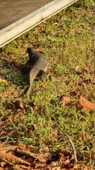 Monitor Lizard walking on the grass