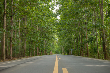 Fototapeta na wymiar A beautiful asphalt road beside the road has big trees