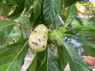 The green noni fruit is still attached to the stalk.