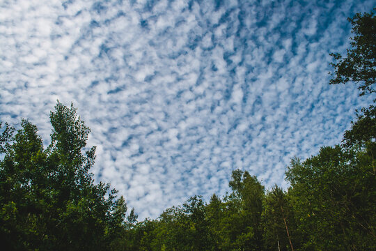 Altocumulus floccus clouds