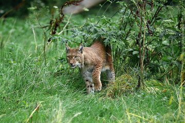 lynx on the ground