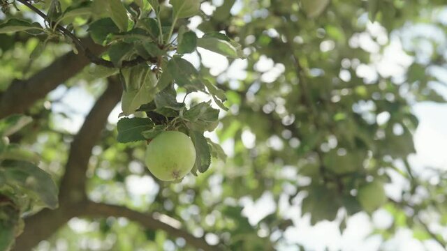 Slow motion handheld shot of green apple on apple tree with sun peeking through leaves