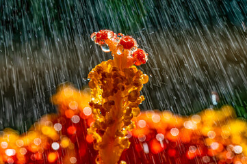 Bl&uuml;te mit Regentropfen