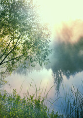 gentle summer landscape with tree and lake in morning fog. Beautiful natural fresh forest background. atmosphere nature image