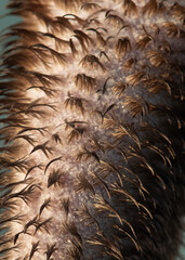 Closeup showing the details of Socotra cormorant, Bahrain