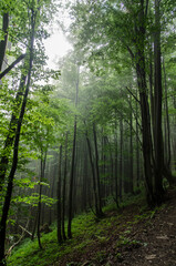 Fototapeta na wymiar Bieszczadzki las 