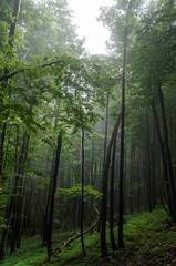 Bieszczadzki las 