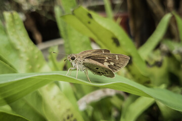 Closeup shot of a Skipper standing on a green leaf with blurred garden background