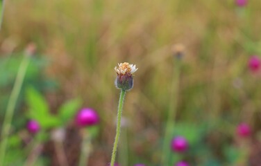 flower in the grass