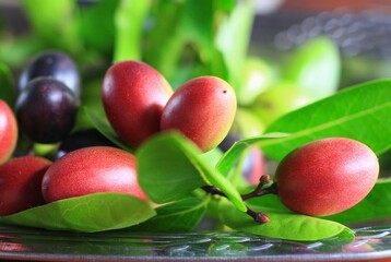 Carandas plum fruits, Carissa ( carandas Linn, Carunda, Karonda, Bengal currants, Mango yawning...